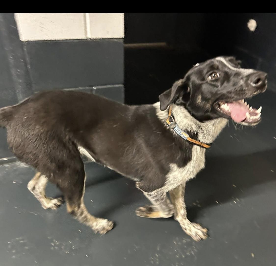 Enlarge Harpo, a Adopted mixed breed in Muskogee, OK image 2/3