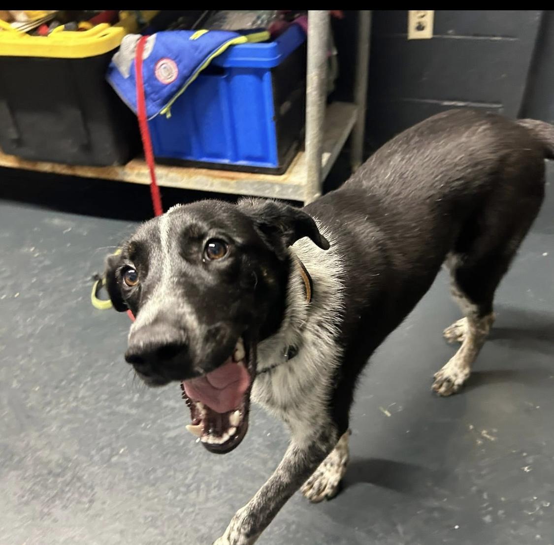 Enlarge Harpo, a Adopted mixed breed in Muskogee, OK image 3/3