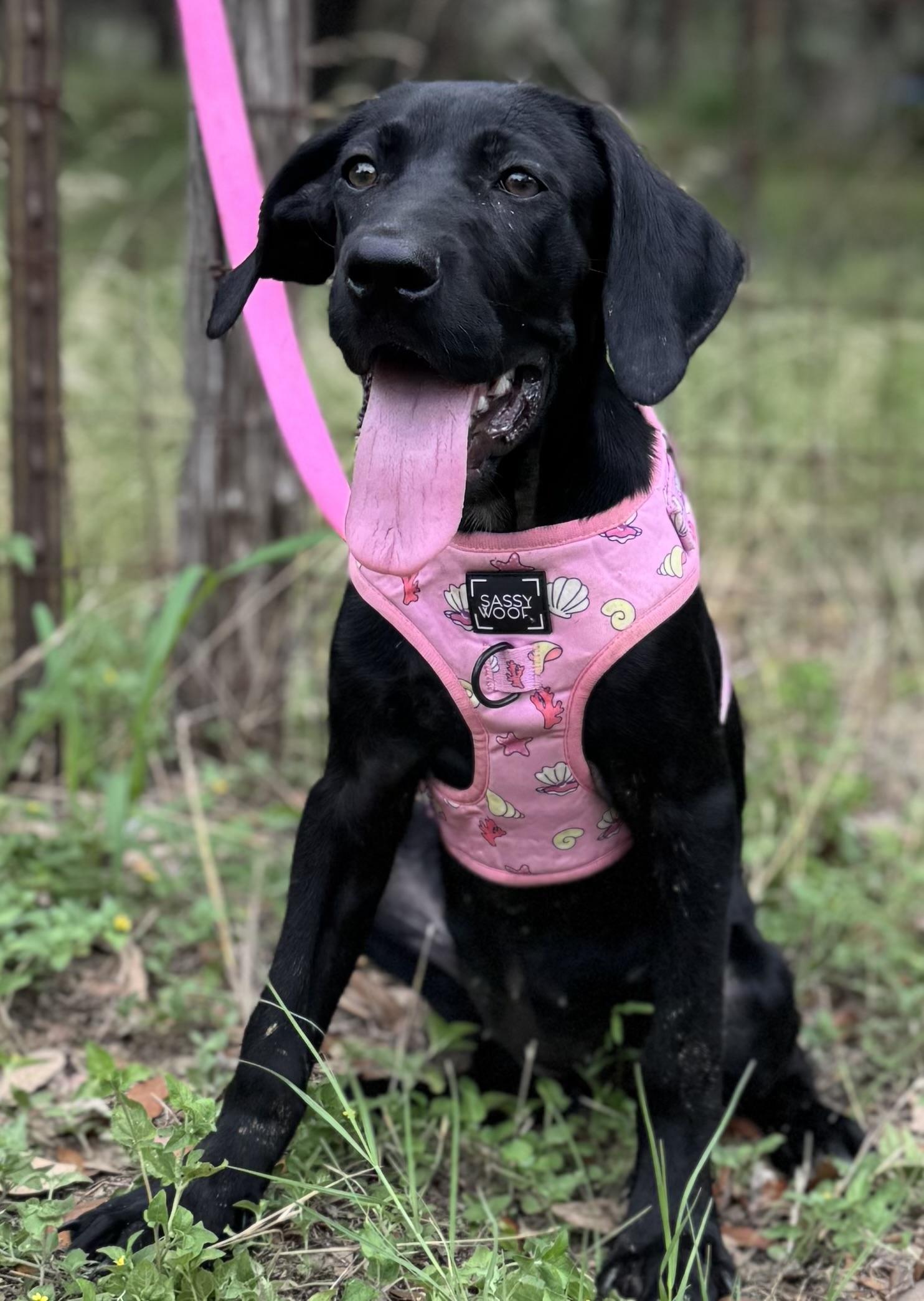 Enlarge Isha, a Adoptable mixed breed in Parsippany, NJ image 2/6