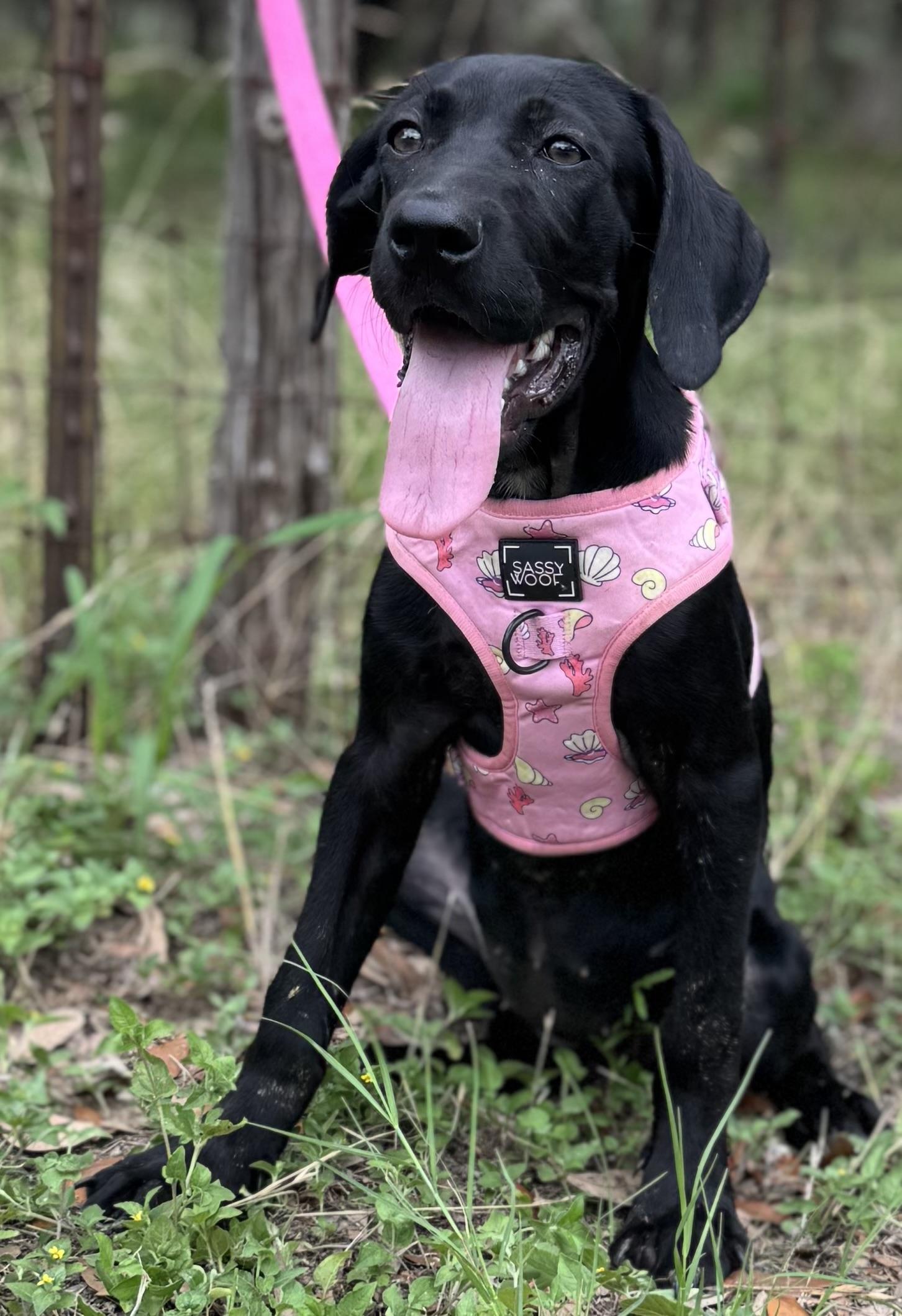 Enlarge Isha, a Adoptable mixed breed in Parsippany, NJ image 3/6