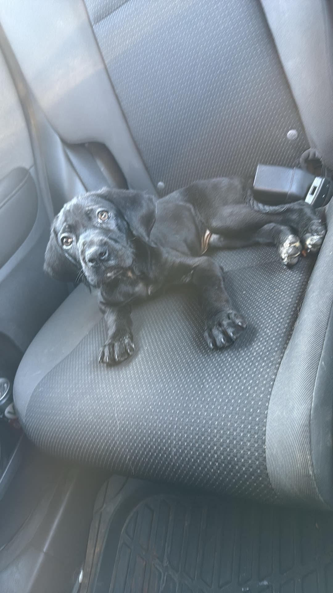 Enlarge Isha, a Adoptable mixed breed in Parsippany, NJ image 5/6