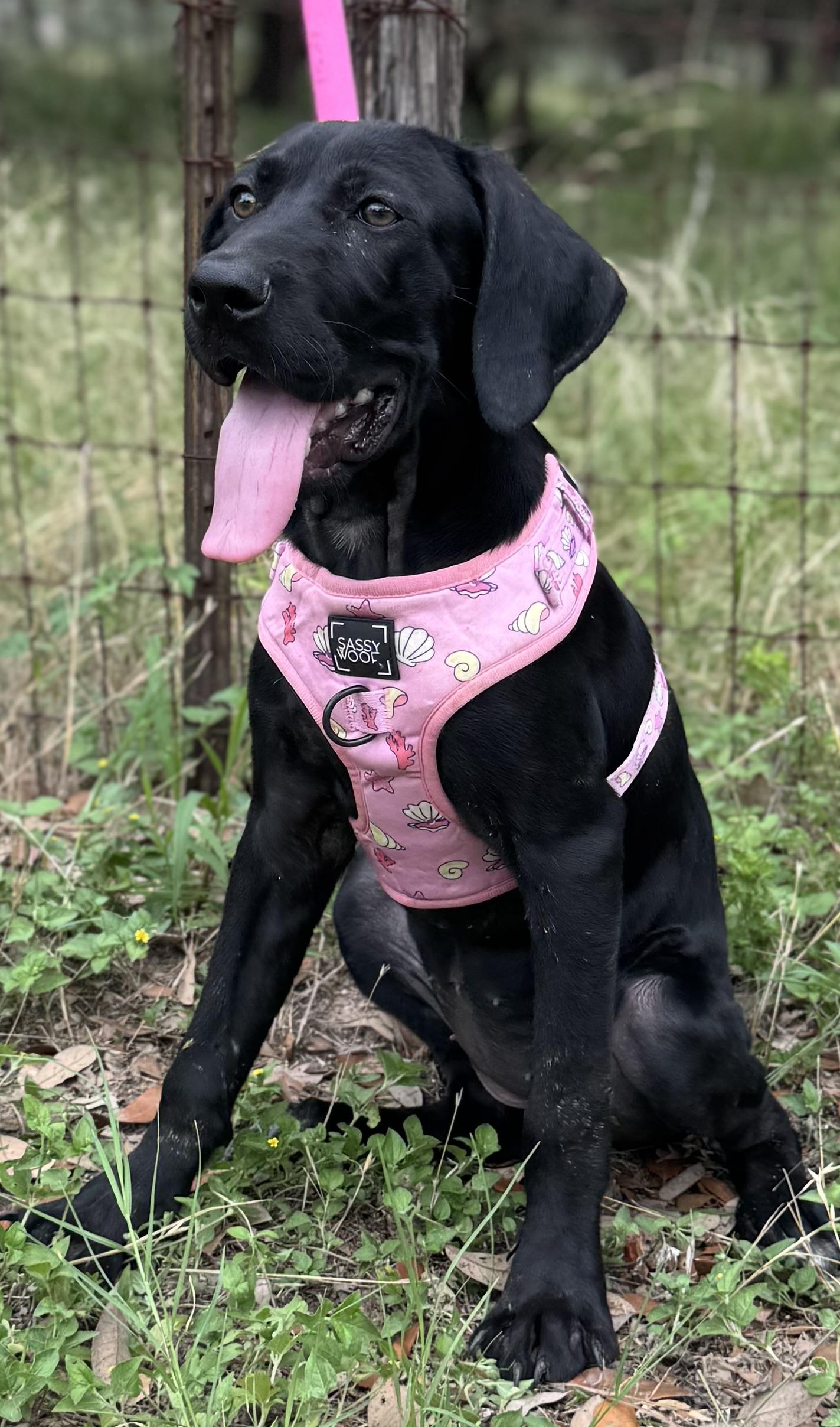 Enlarge Isha, a Adoptable mixed breed in Parsippany, NJ image 1/6