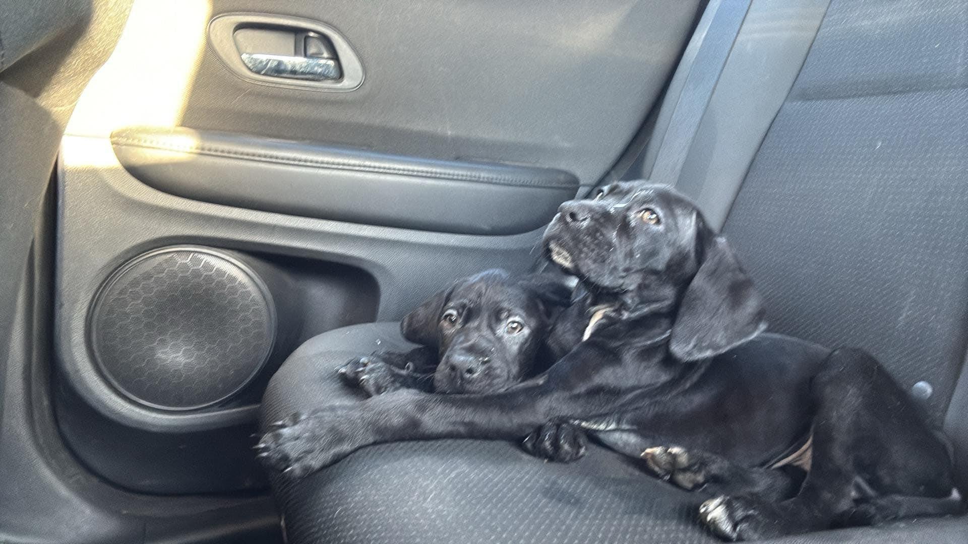 Enlarge Isha, a Adoptable mixed breed in Parsippany, NJ image 6/6