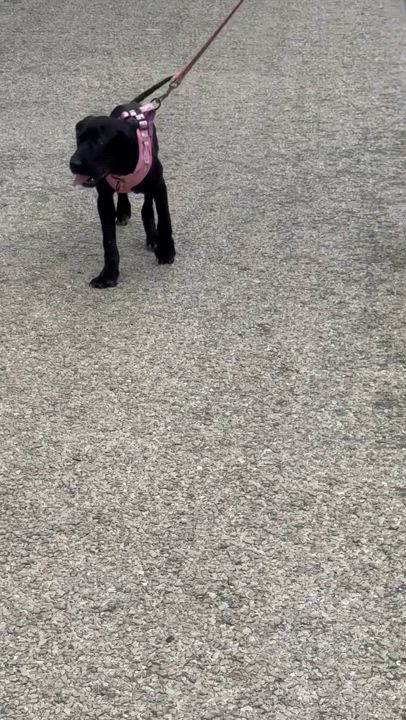 Enlarge Isha, a Adoptable mixed breed in Parsippany, NJ video 4/6