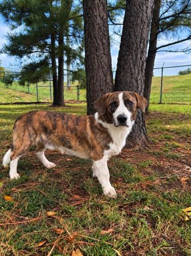 Enlarge Doug, a Adoptable mixed breed in Jenks, OK image 1/1