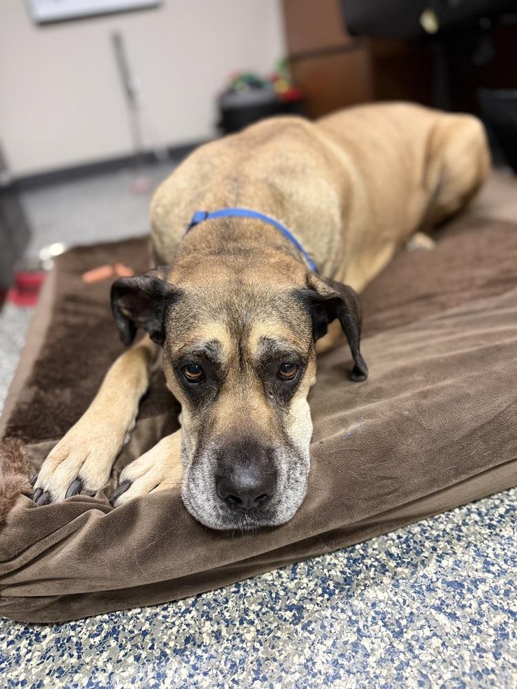 Baby Girl, Adoptable, Adult Female Great Dane & Mixed Breed.