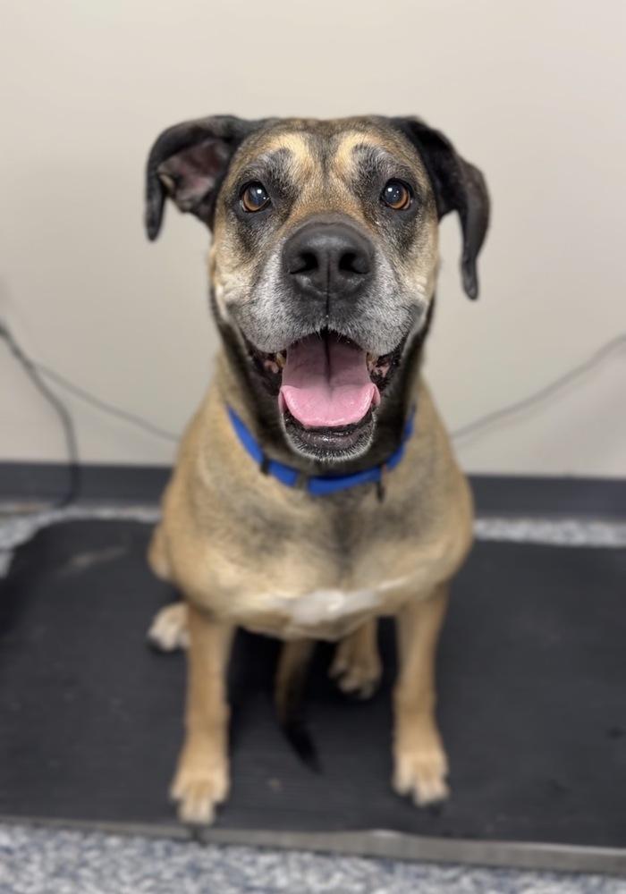 Baby Girl, a Adoptable mixed breed in Bemidji, MN image 2/3