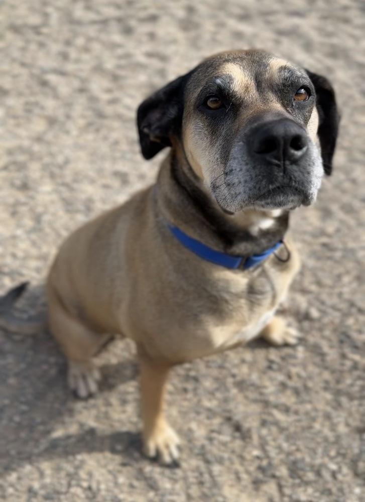 Baby Girl, a Adoptable mixed breed in Bemidji, MN image 3/3