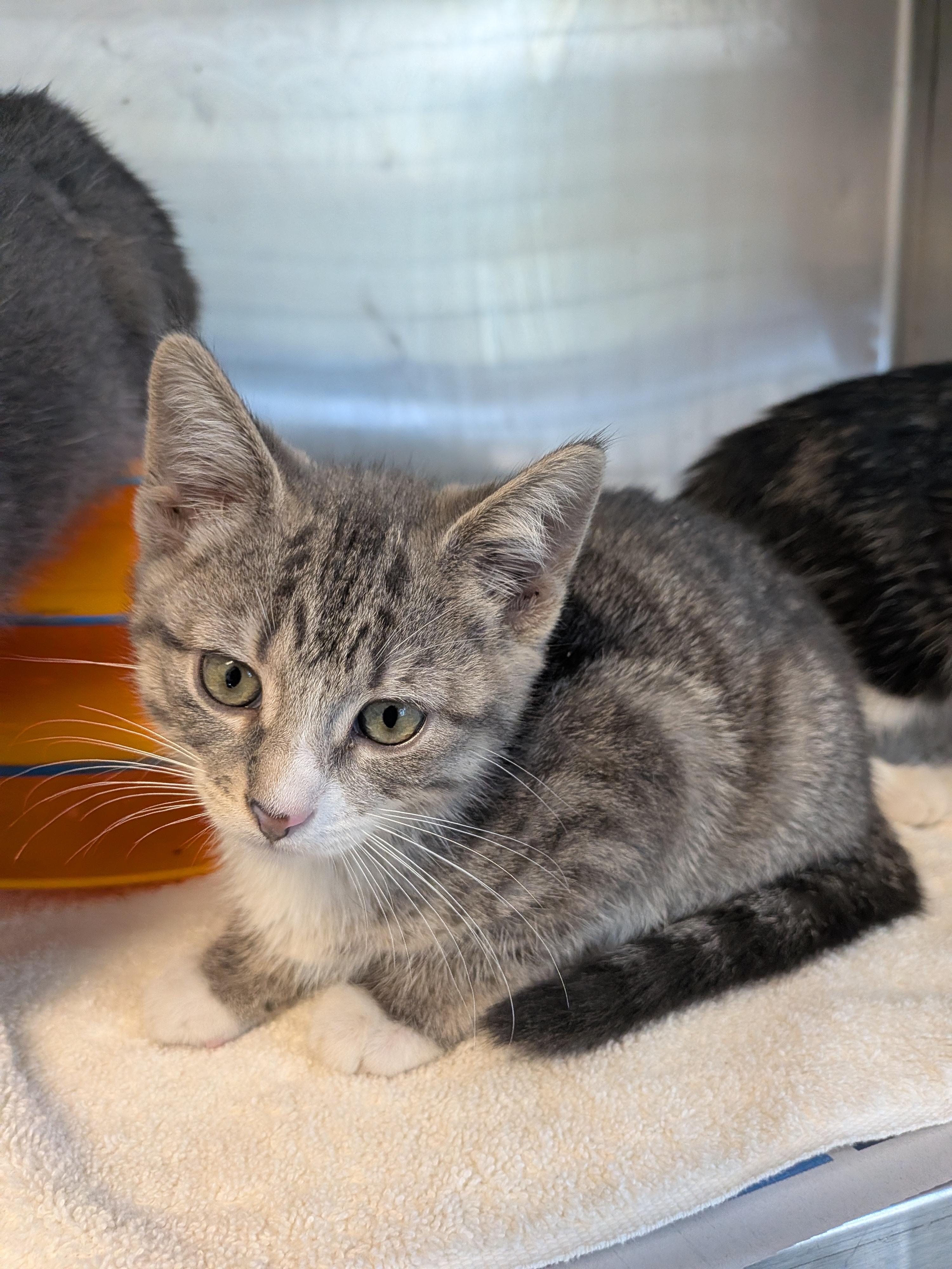 Enlarge Cosmic, a Adoptable American Shorthair in Montclair, NJ image 2/2