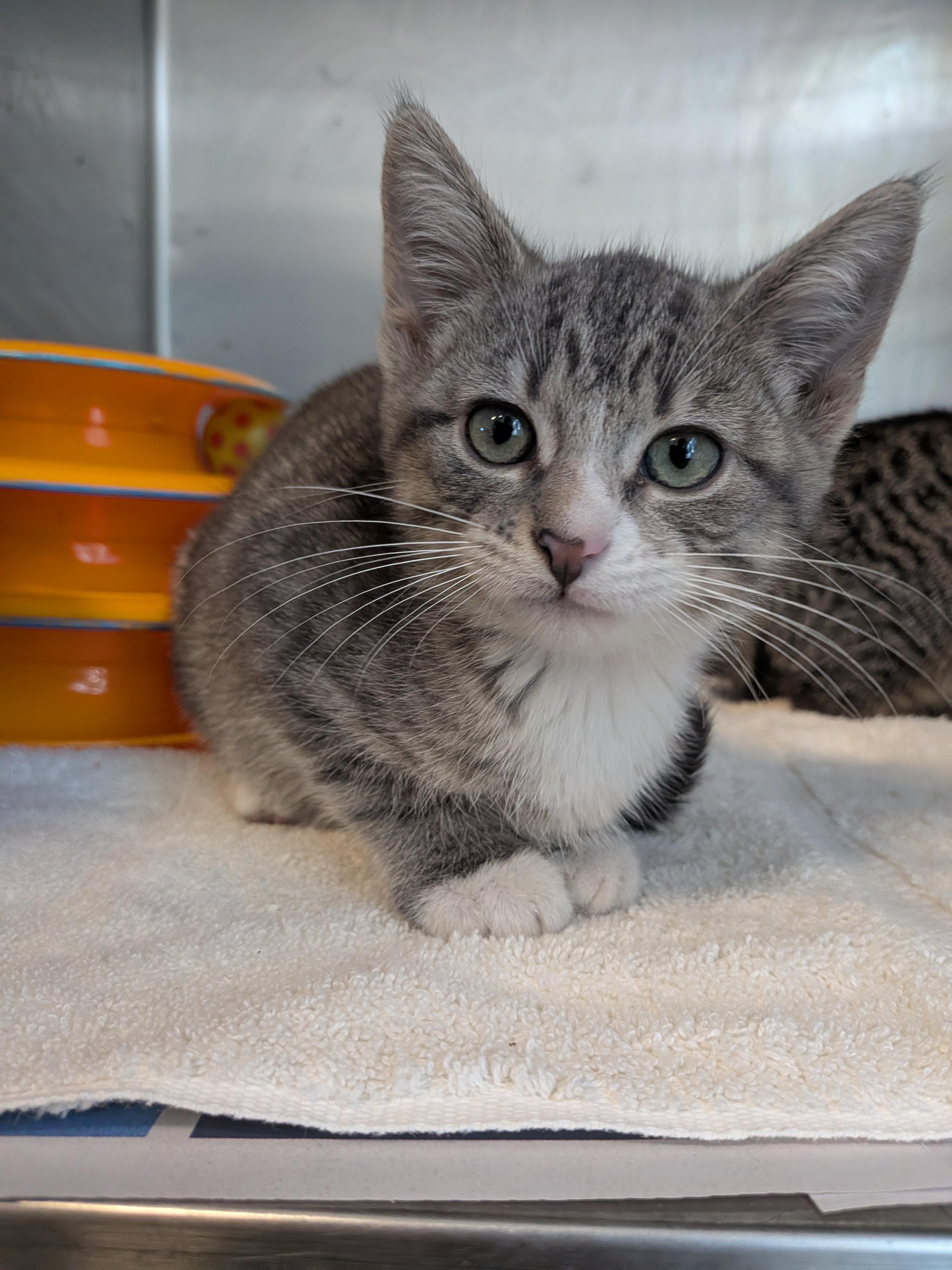 Cosmic, Adoptable, Kitten Female American Shorthair.