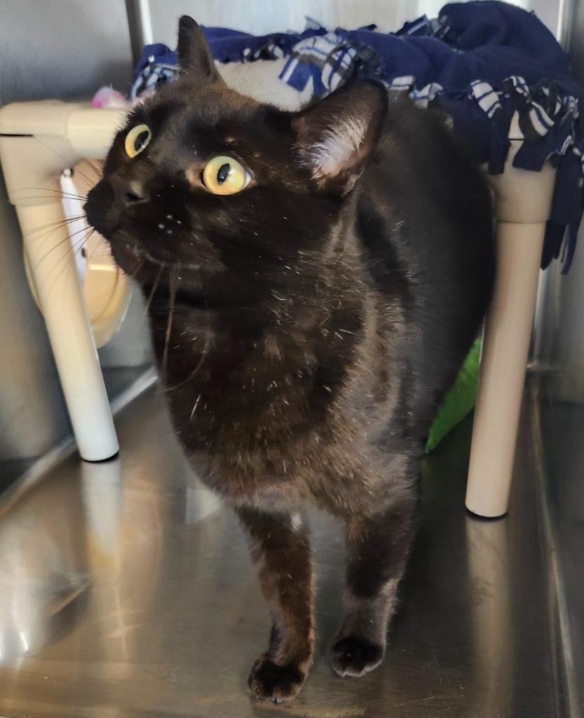 Shadow, Adoptable, Adult Male Domestic Short Hair.