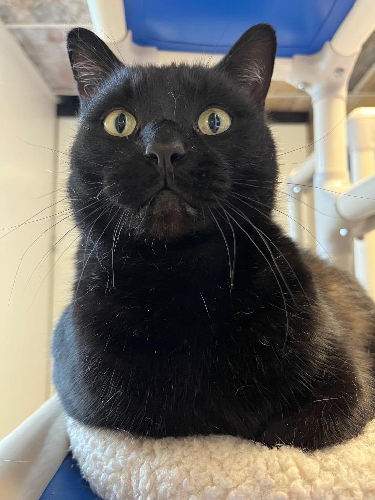 Enlarge Shadow, a Adoptable mixed breed in Barron, WI image 2/6