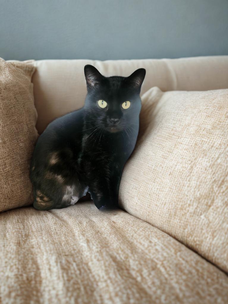 Enlarge Shadow, a Adopted mixed breed in Barron, WI image 1/6