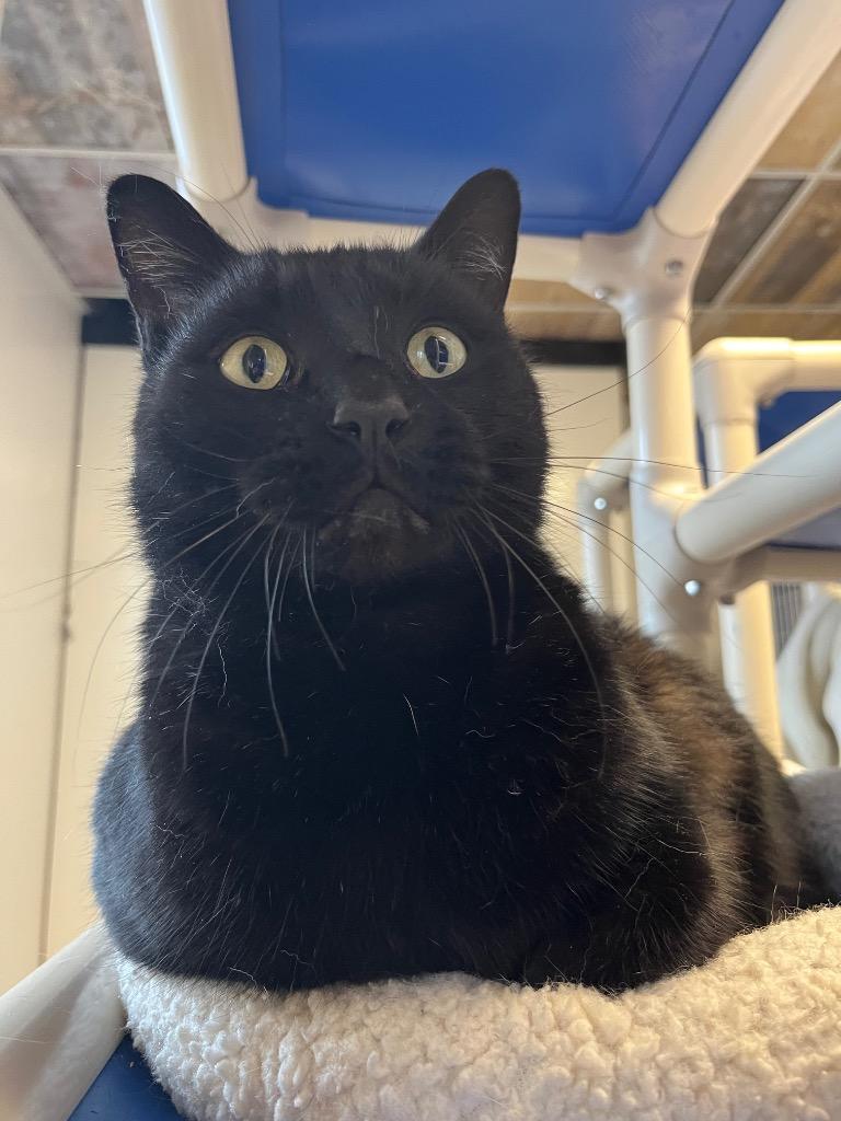 Enlarge Shadow, a Adoptable mixed breed in Barron, WI image 3/6