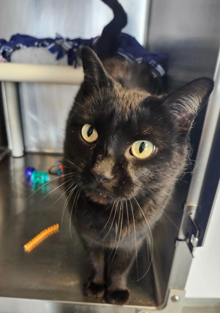 Enlarge Shadow, a Adoptable mixed breed in Barron, WI image 5/6