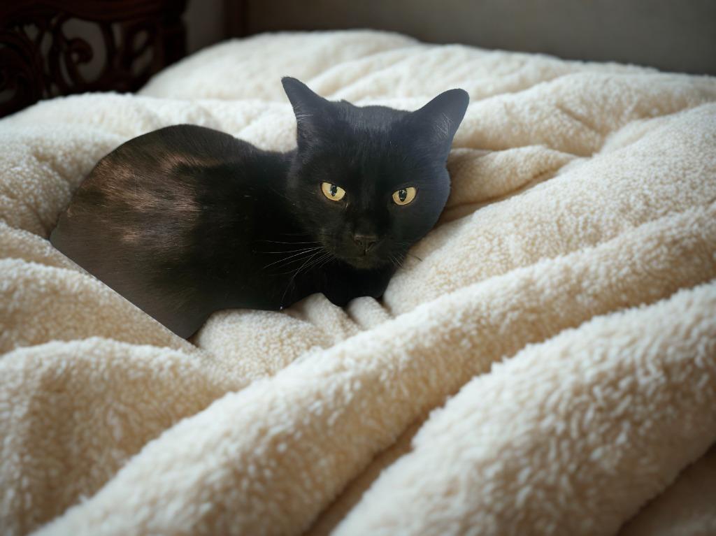 Enlarge Shadow, a Adopted mixed breed in Barron, WI image 2/6