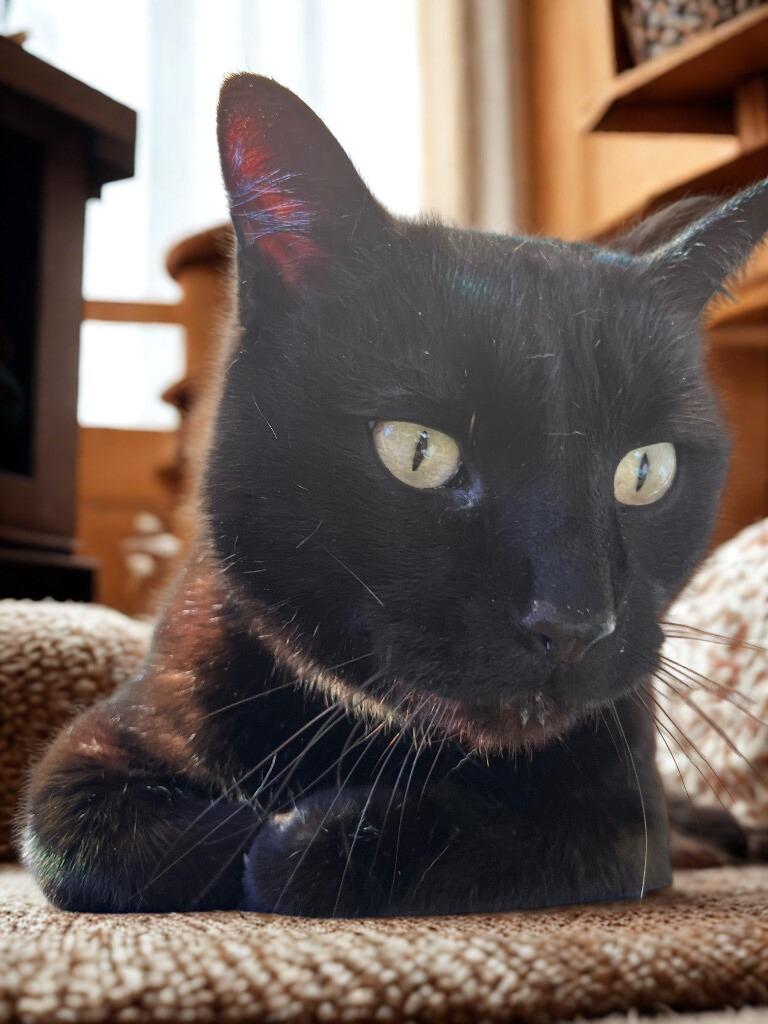 Enlarge Shadow, a Adopted mixed breed in Barron, WI image 5/6