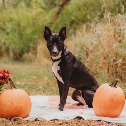 Lady, Adoptable, Adult Female Belgian Shepherd / Malinois & Terrier.