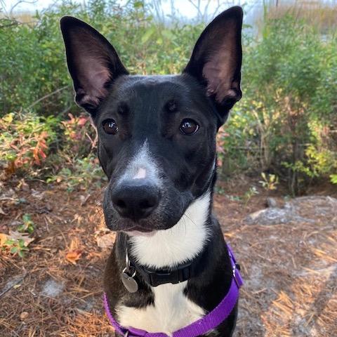 Lady, a Adoptable mixed breed in Northville, MI image 1/4