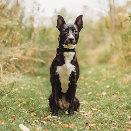 Lady, a Adoptable mixed breed in Northville, MI image 2/4