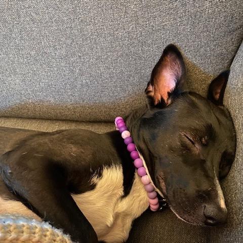 Lady, a Adoptable mixed breed in Northville, MI image 3/4