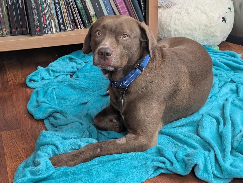 Enlarge Squirt, a Adoptable mixed breed in Alden, NY image 1/3