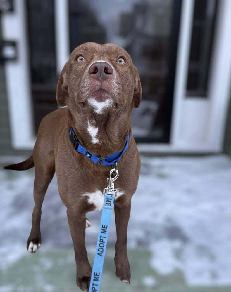 Enlarge Squirt, a Adoptable mixed breed in Alden, NY image 2/3