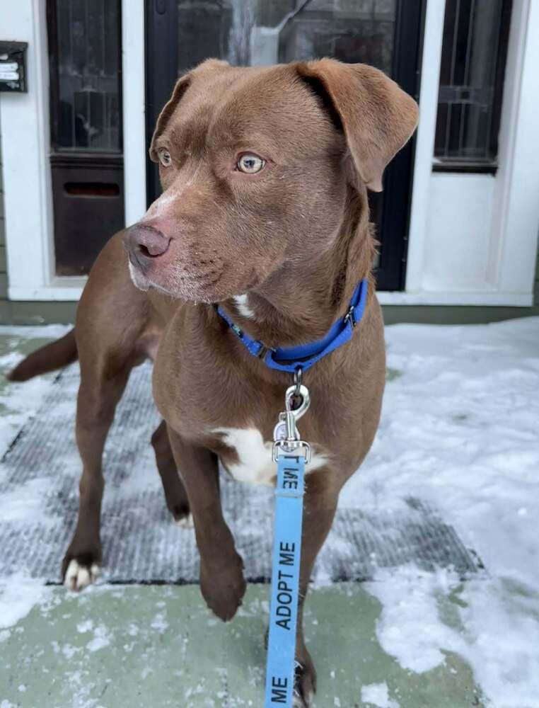 Enlarge Squirt, a Adoptable mixed breed in Alden, NY image 3/3