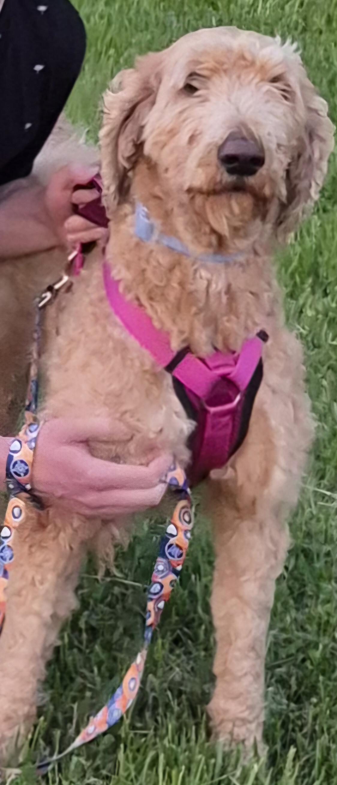 Enlarge MAGGIE, an adopted Goldendoodle in Sardinia, OH image 4/5