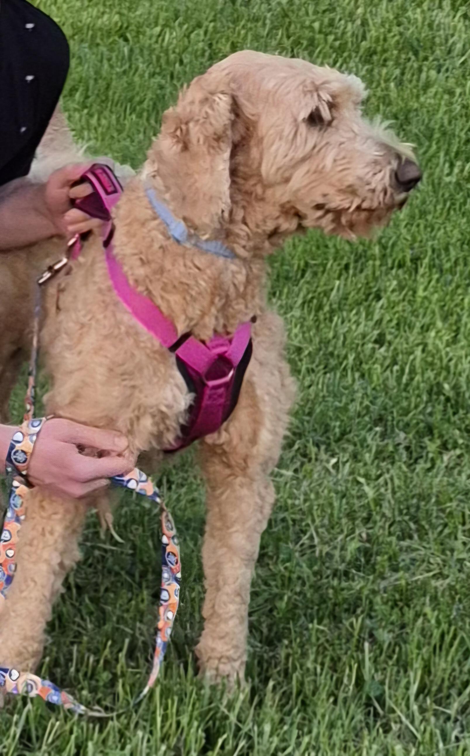 MAGGIE, adopted, Adult Female Goldendoodle.