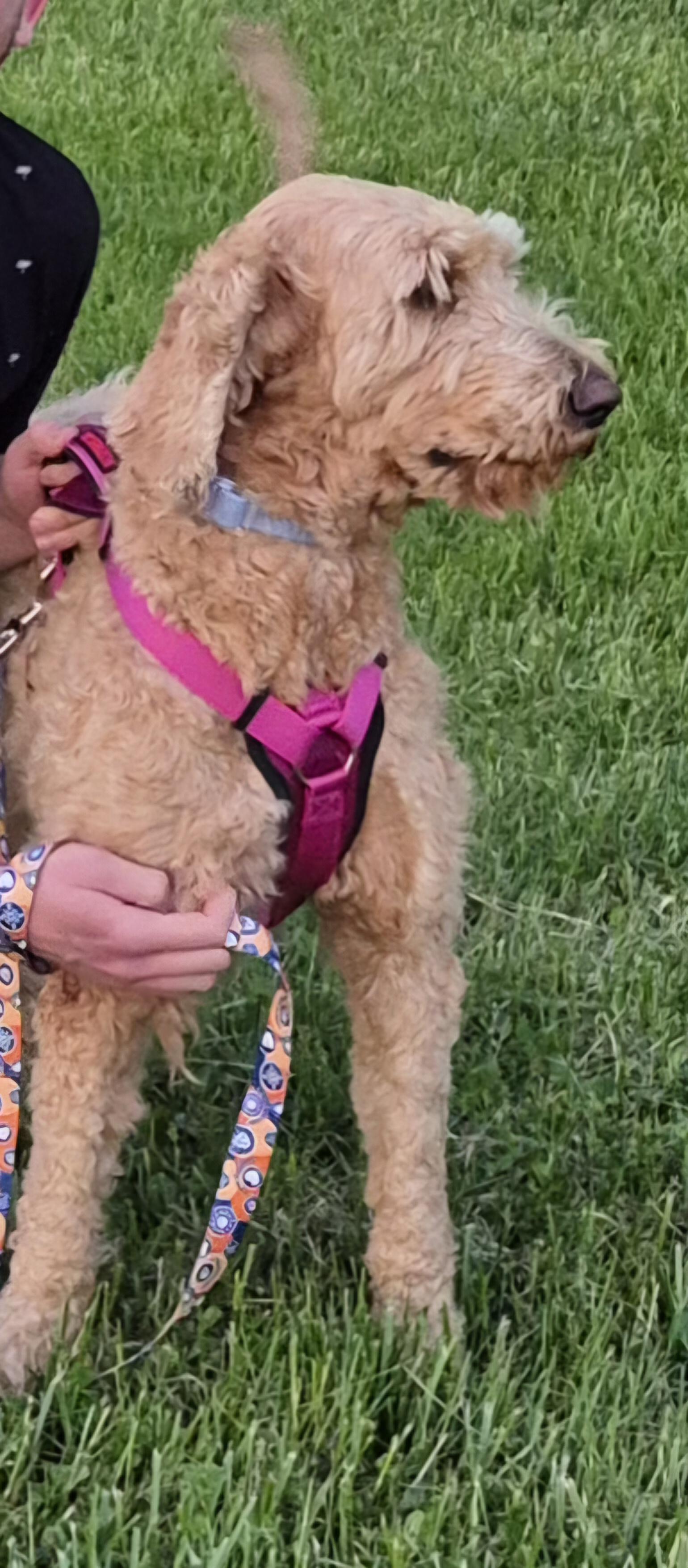 Enlarge MAGGIE, an adopted Goldendoodle in Sardinia, OH image 3/5