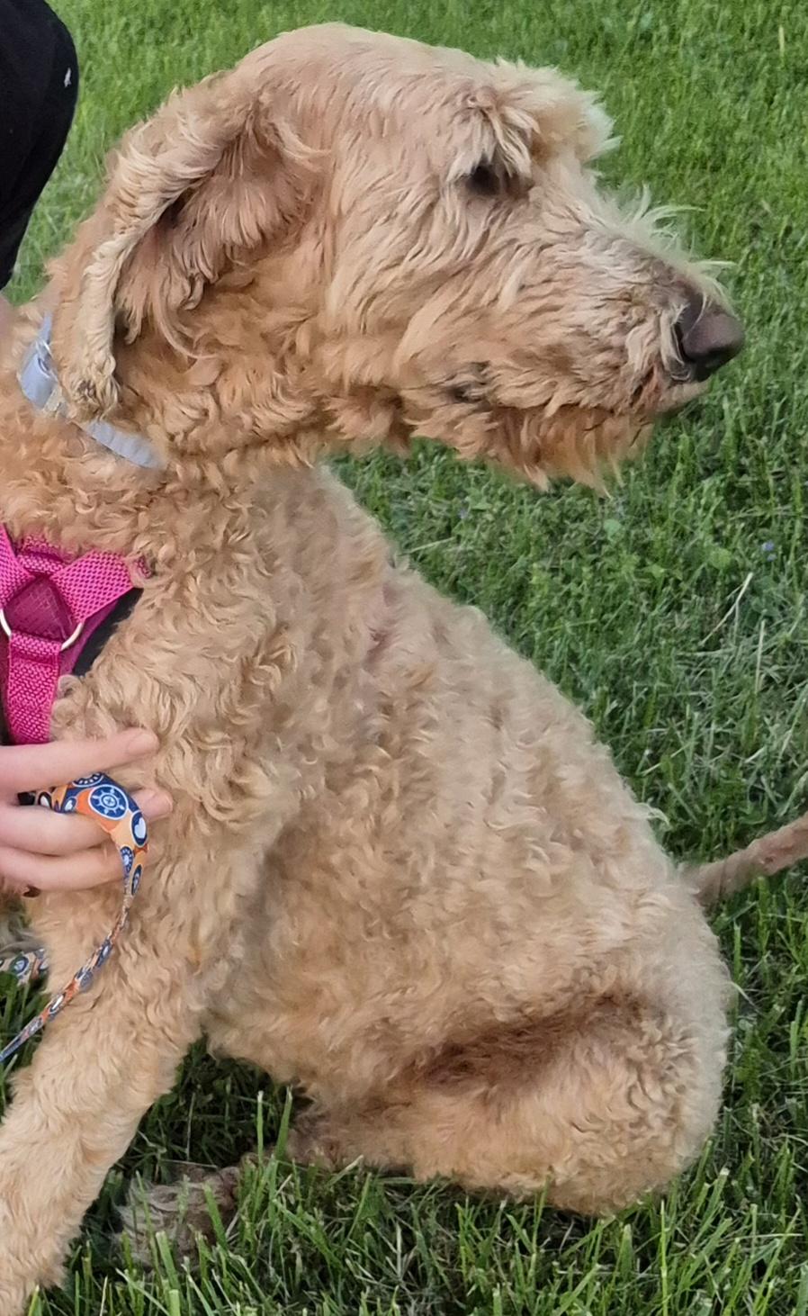Enlarge MAGGIE, an adopted Goldendoodle in Sardinia, OH image 5/5