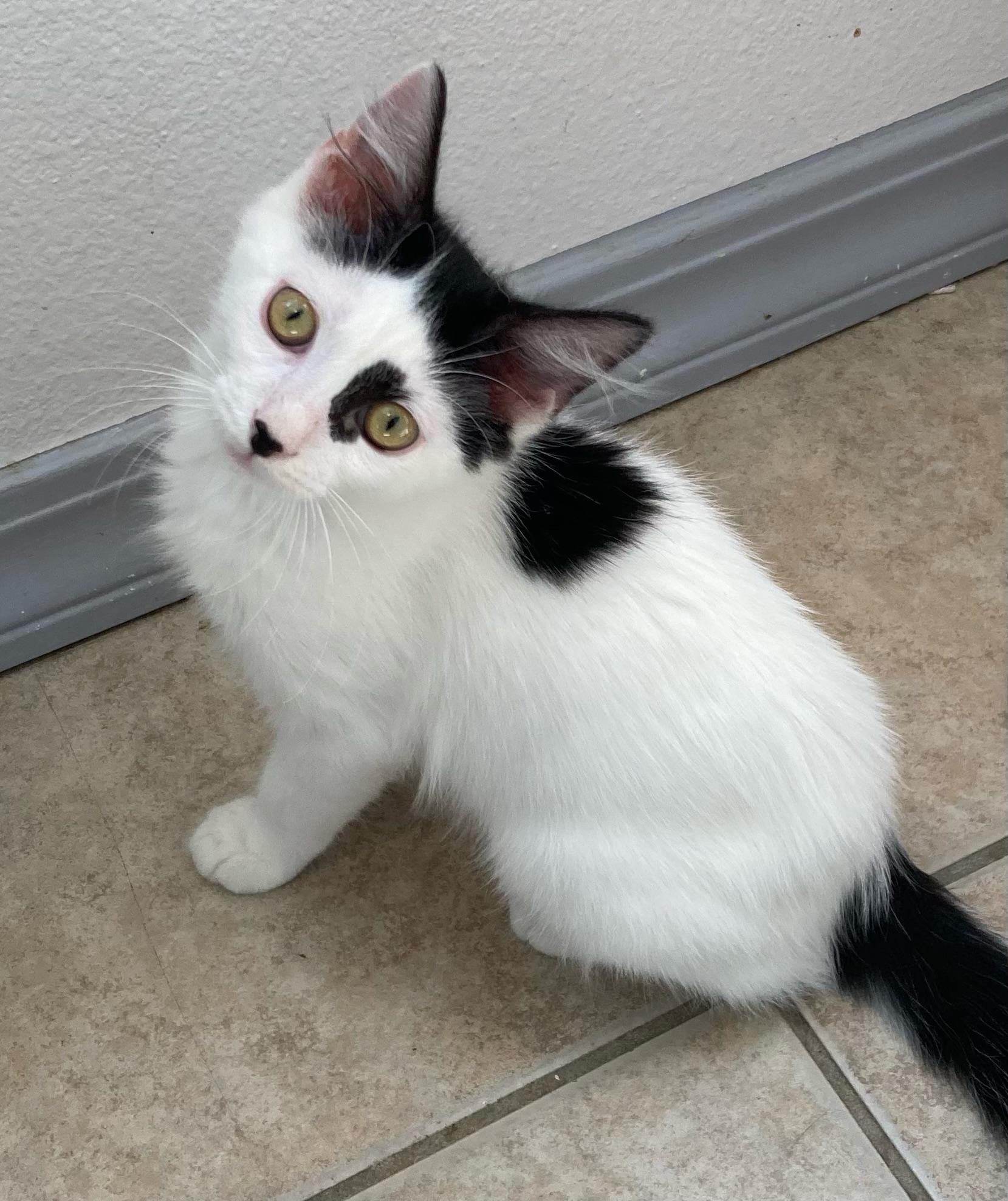 Enlarge Quade, a ADOPTABLE mixed breed in Eureka, CA image 2/2