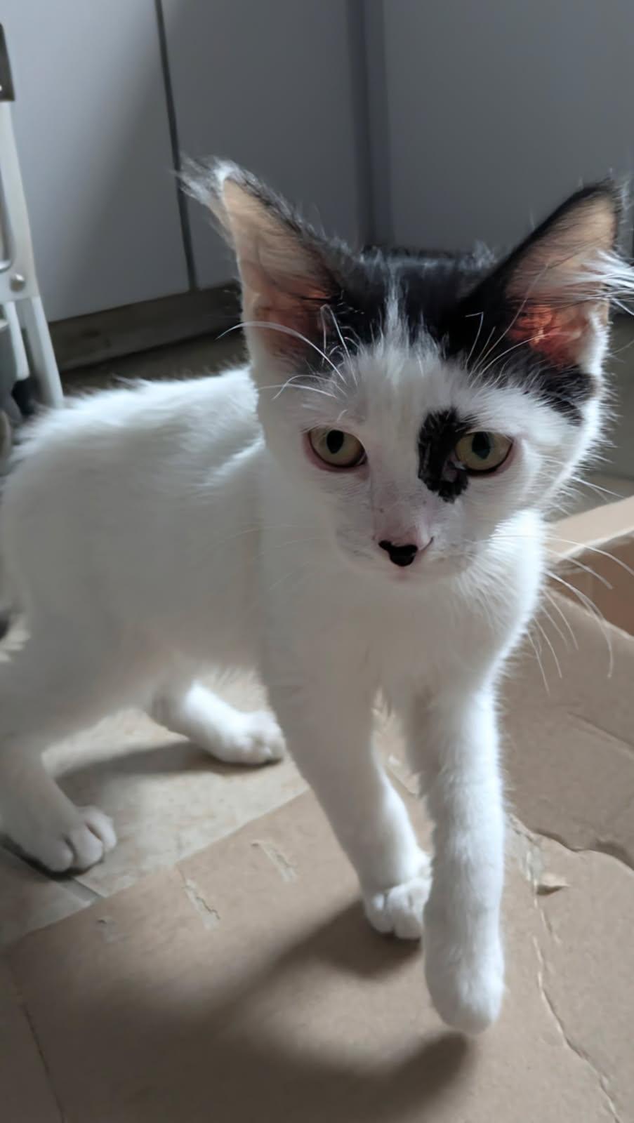 Quade, ADOPTABLE, Kitten Male Domestic Short Hair.