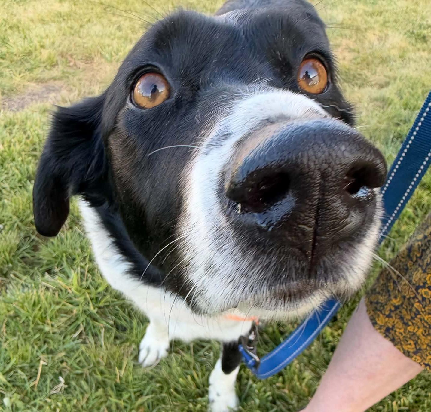 Enlarge Zepe, a Adoptable mixed breed in Arlee, MT image 3/3