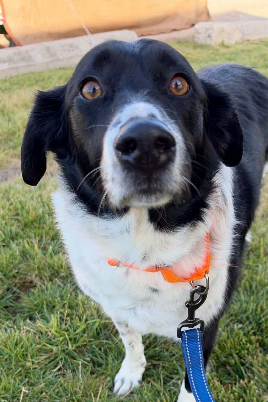 Zepe, Adoptable, Adult Male Border Collie.