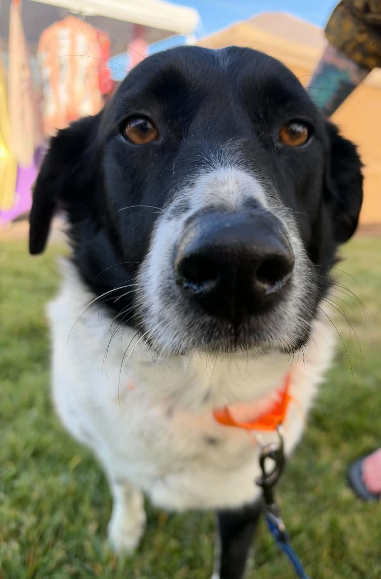 Enlarge Zepe, a Adoptable mixed breed in Arlee, MT image 2/3