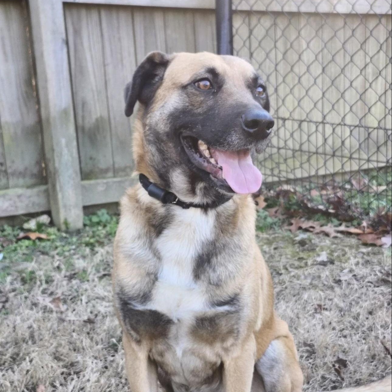 Enlarge Ranger, a Adoptable mixed breed in CUMMING, GA image 5/6
