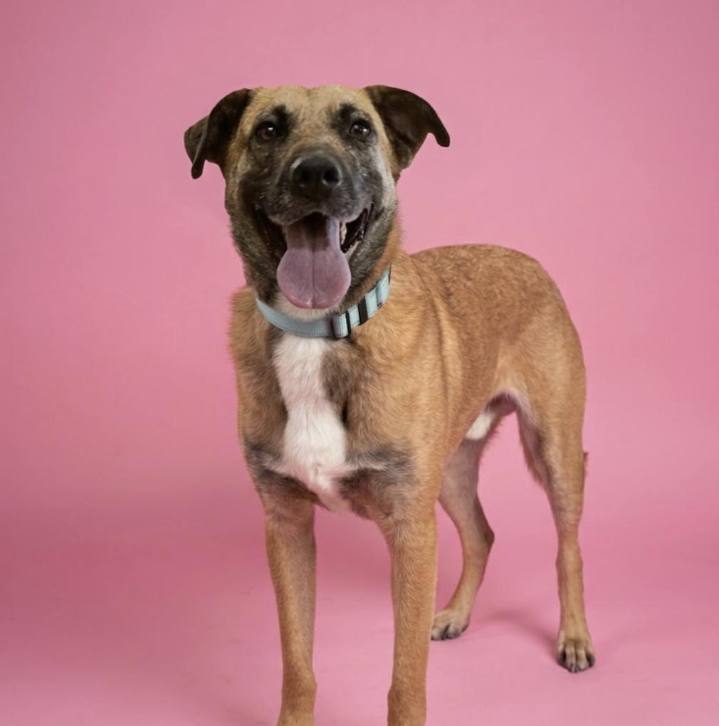 Ranger, a Adoptable mixed breed in CUMMING, GA image 2/4
