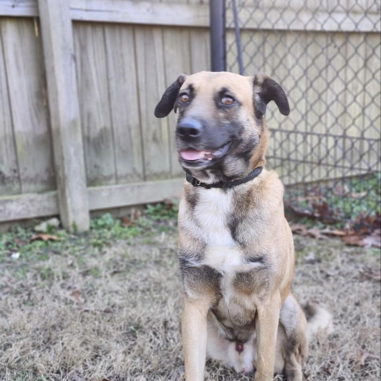 Enlarge Ranger, a Adoptable mixed breed in CUMMING, GA image 6/6