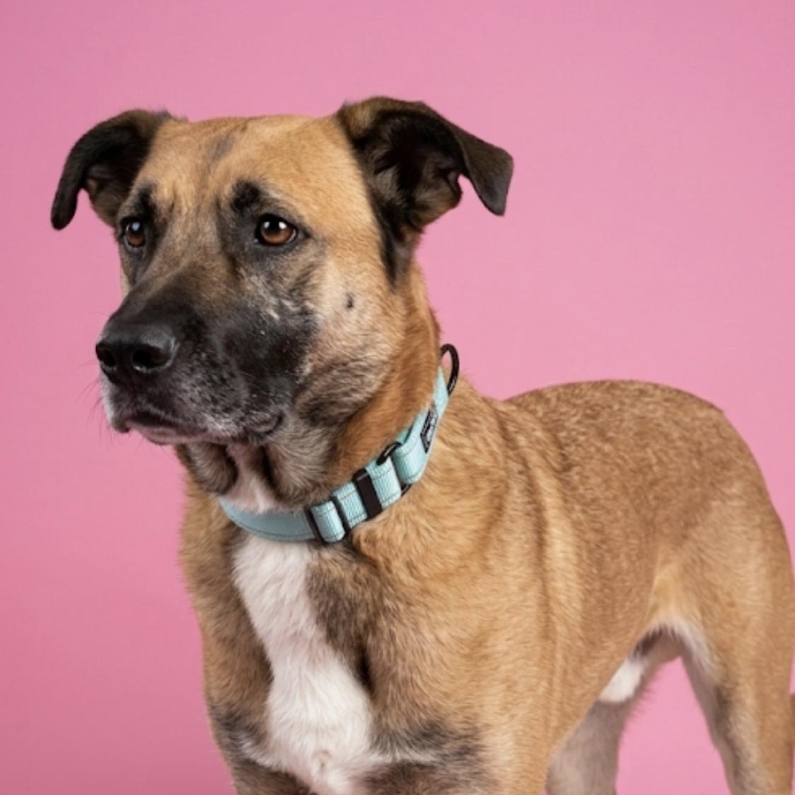 Ranger, Adoptable, Adult Male German Shepherd Dog & Belgian Shepherd / Malinois.