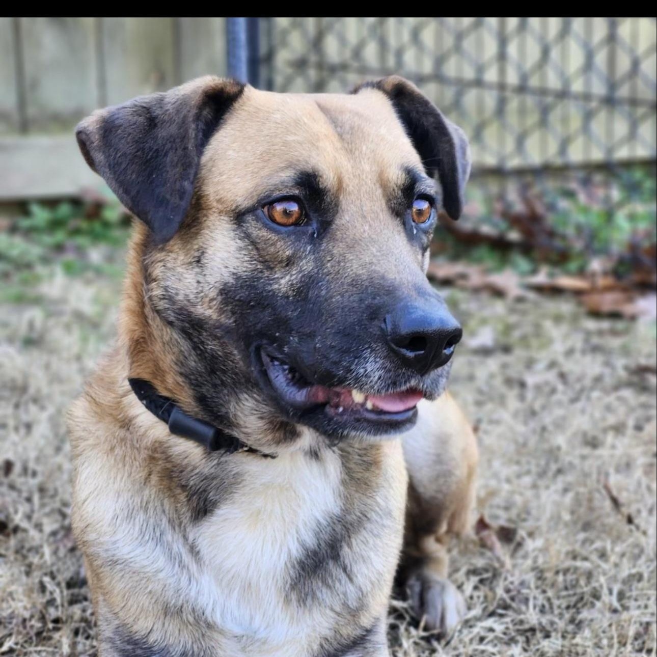 Enlarge Ranger, a Adoptable mixed breed in CUMMING, GA image 1/6