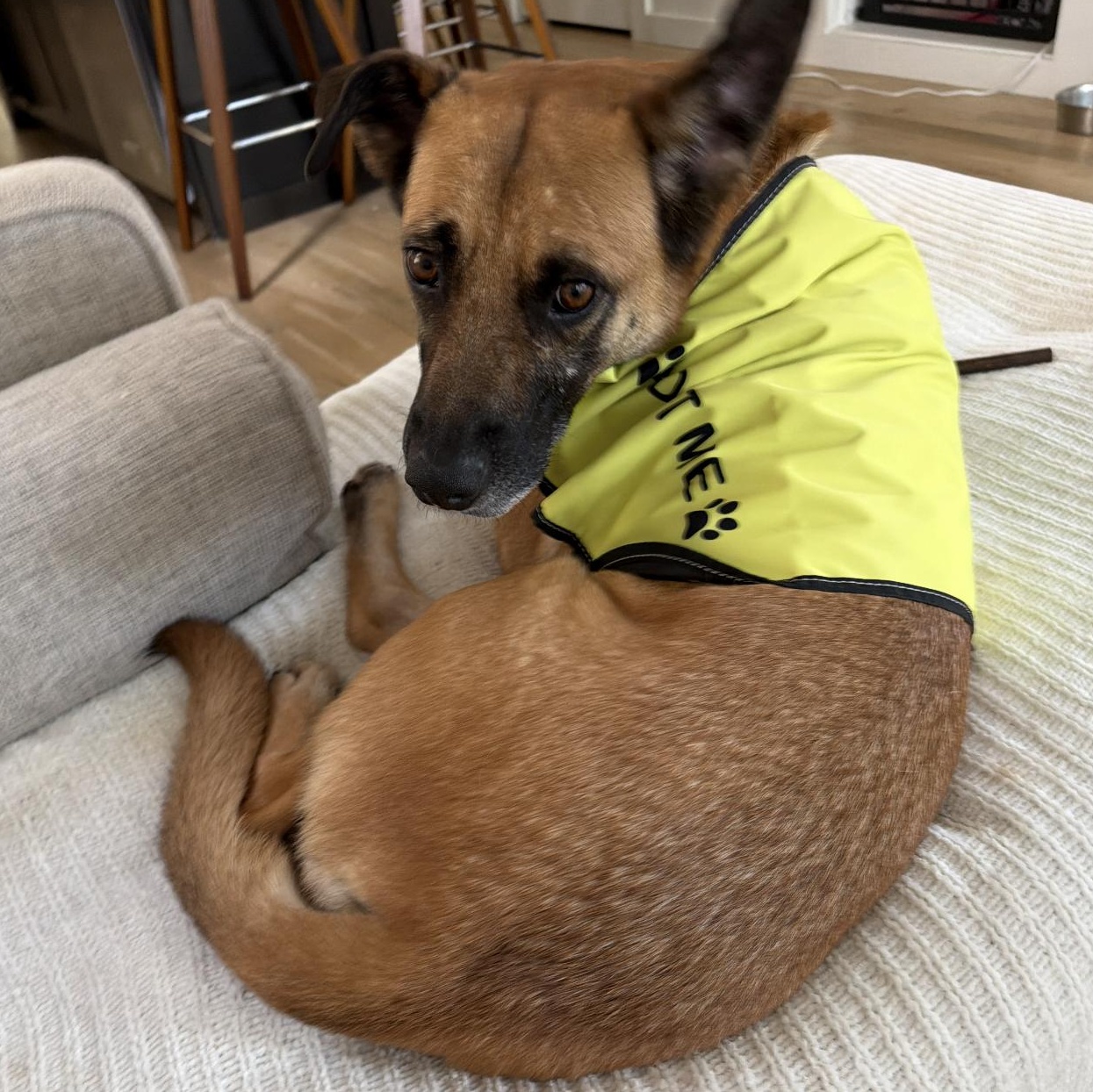 Ranger, a Adoptable mixed breed in CUMMING, GA image 3/4