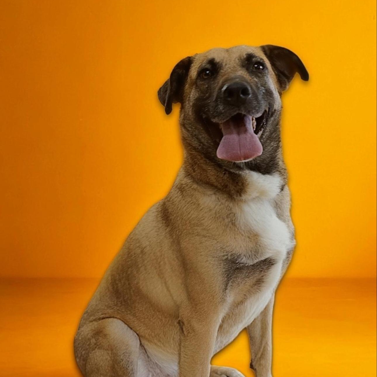 Enlarge Ranger, a Adoptable mixed breed in CUMMING, GA image 4/6