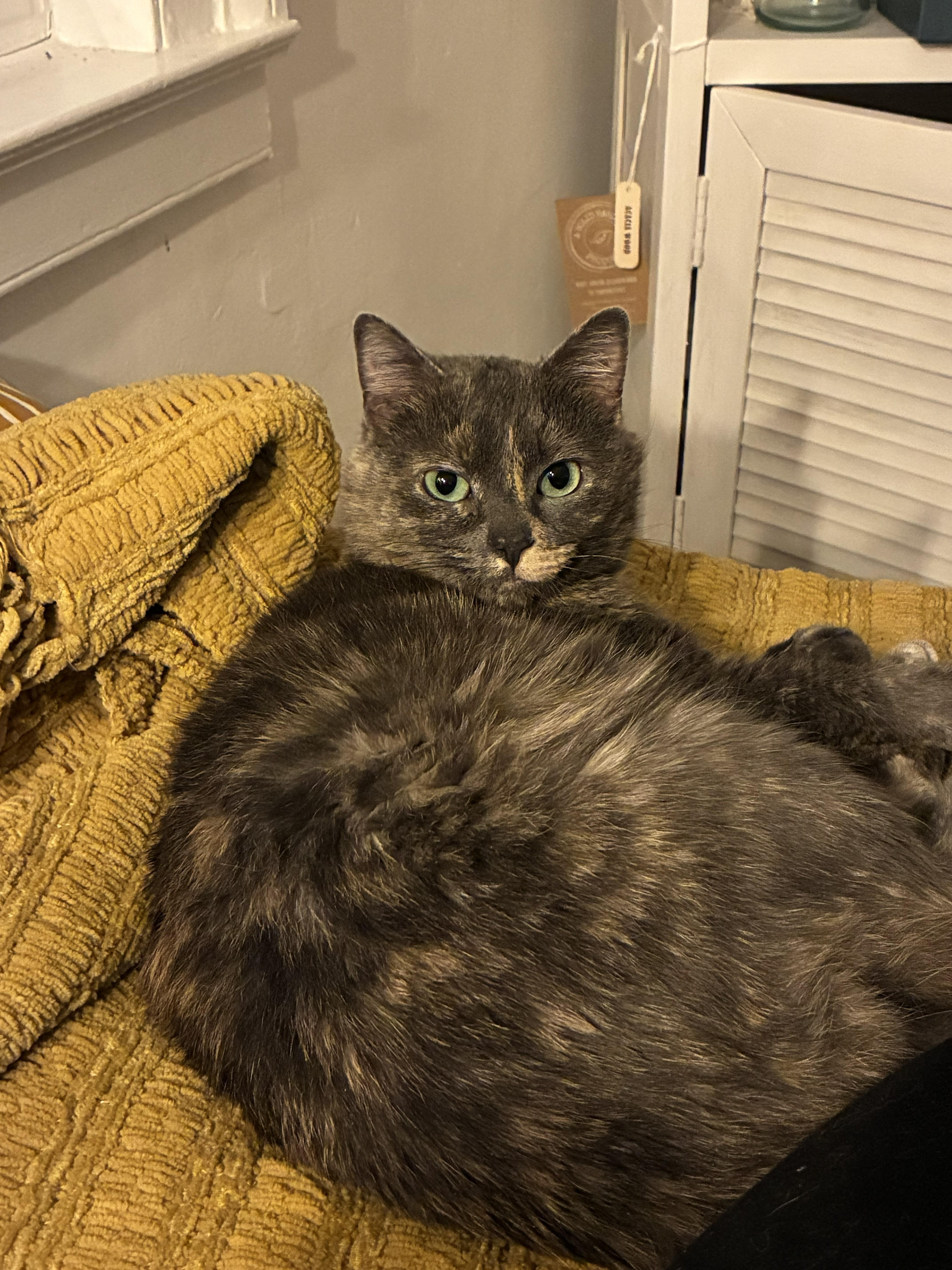 Enlarge Florence (Flo), a ADOPTABLE Tortoiseshell in Bennington, VT image 2/2