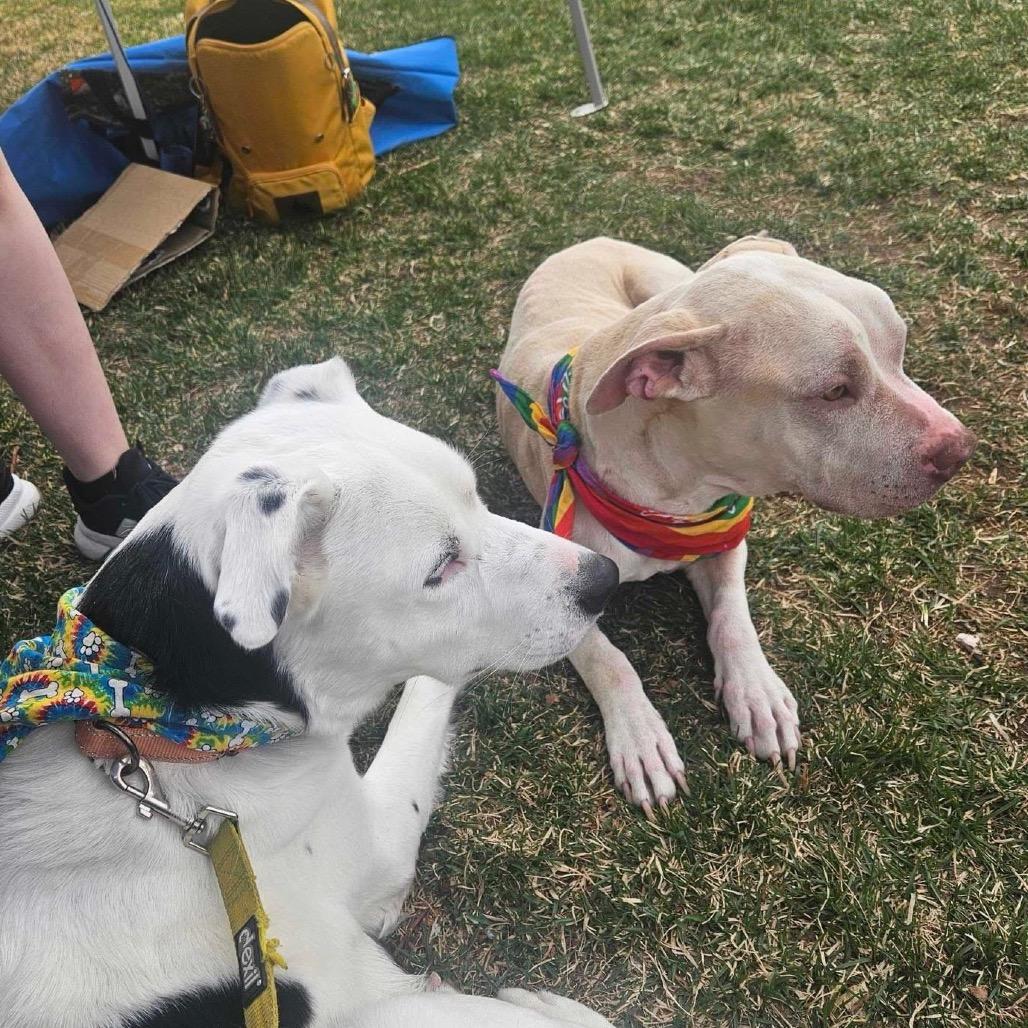 Gigi, a Adoptable Pit Bull Terrier in Grand Junction, CO image 2/5