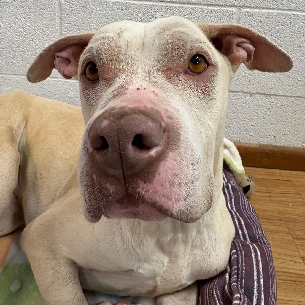 Gigi, a Adoptable Pit Bull Terrier in Grand Junction, CO image 3/5