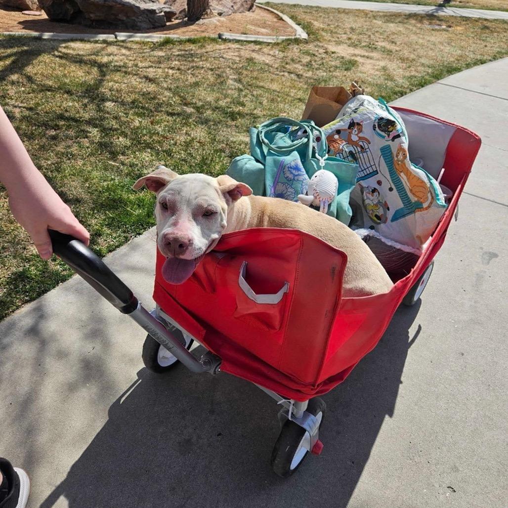 Gigi, a Adoptable Pit Bull Terrier in Grand Junction, CO image 4/5