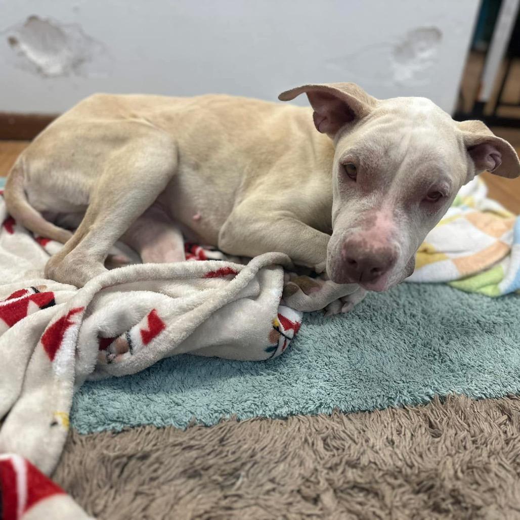 Gigi, a Adoptable Pit Bull Terrier in Grand Junction, CO image 5/5