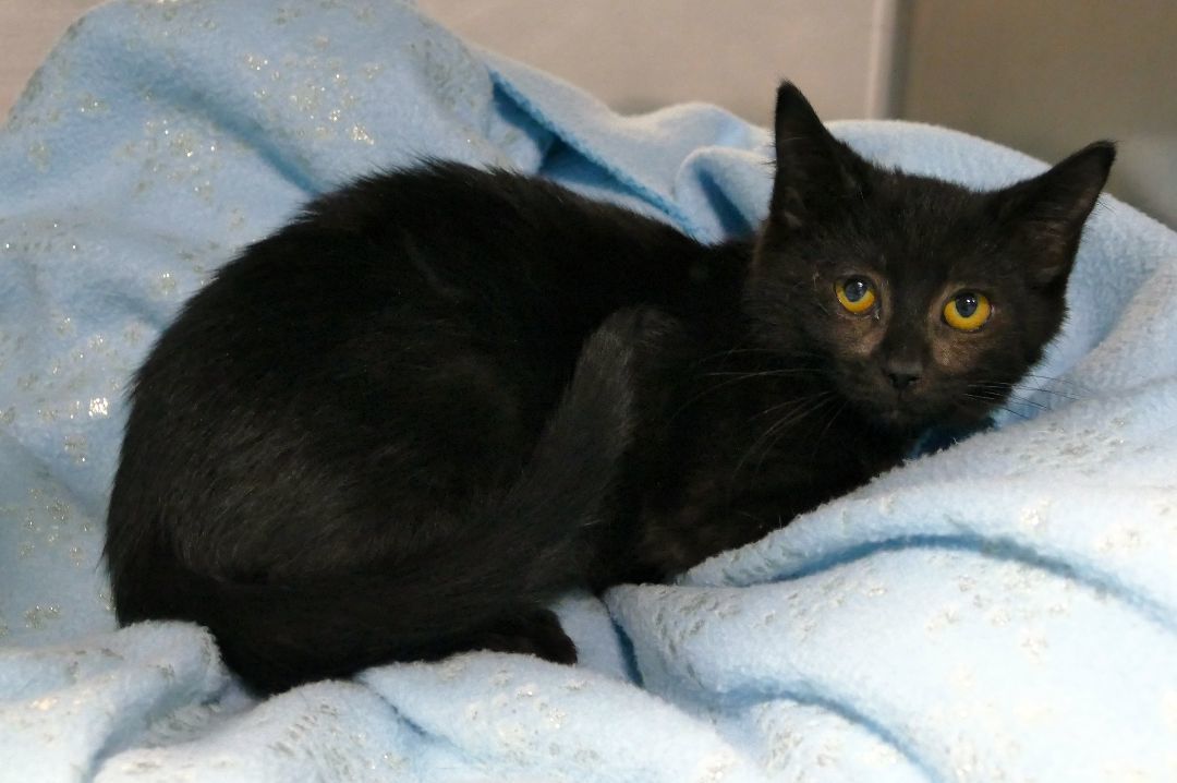 LICORICE, an adopted Domestic Short Hair Mix in Beechbottom, WV_image-1